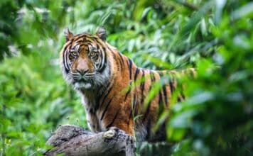 Animaux de la jungle TOP 12 des animaux les plus remarquables
