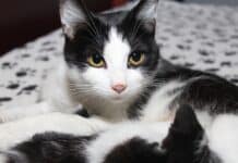 Top 12 des plus belles races de chat noir et blanc