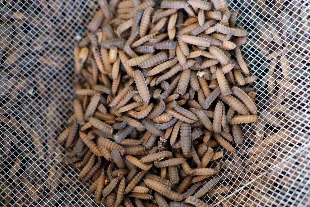 larve de mouches