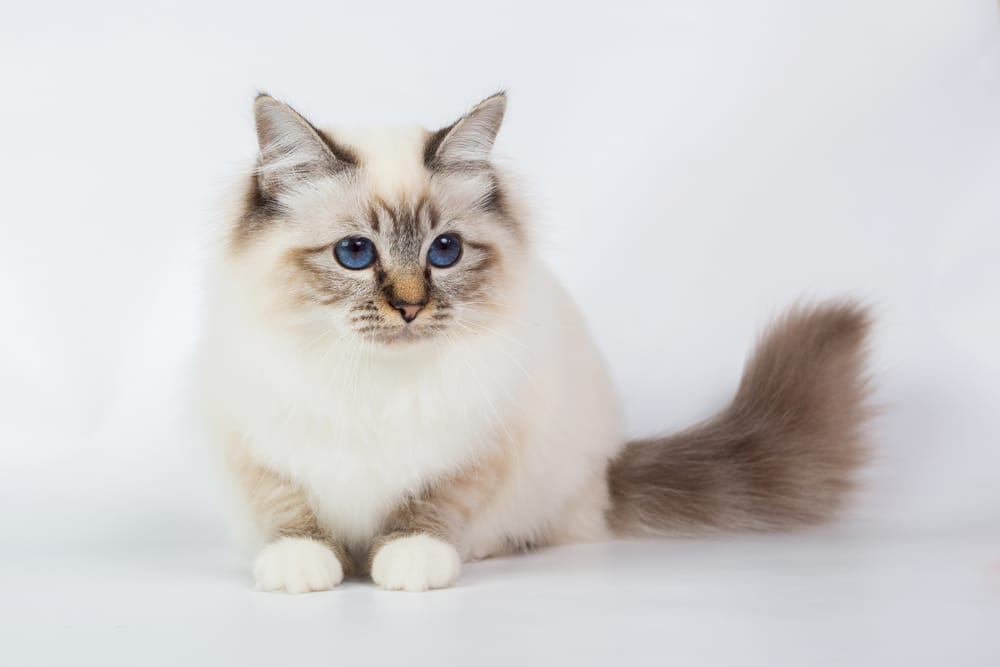 Le Sacré de Birmanie race chat blanc yeux bleus