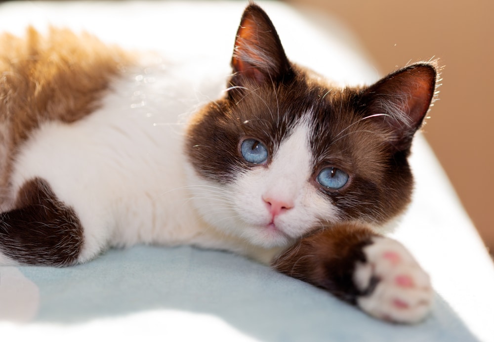Snowshoe chat blanc yeux bleus