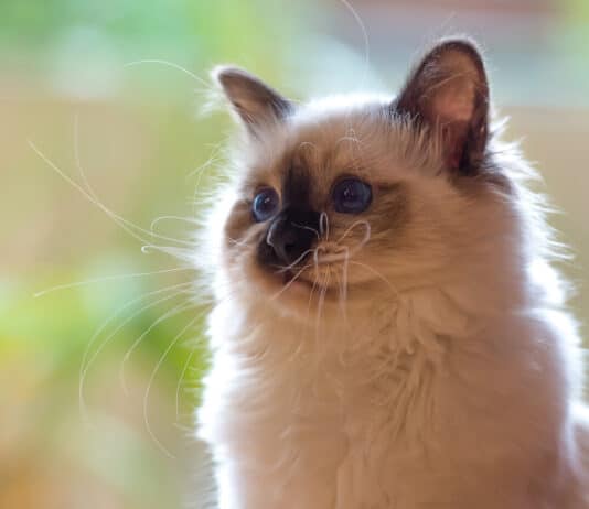 Top 7 des races de chat blanc aux yeux bleus