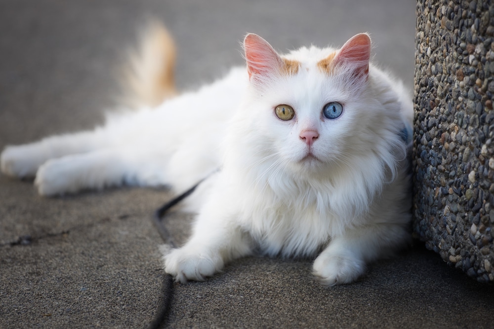Turc de Van yeux bleus chat blanc