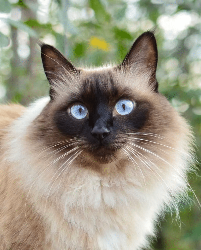 chat blanc balinais yeux bleus