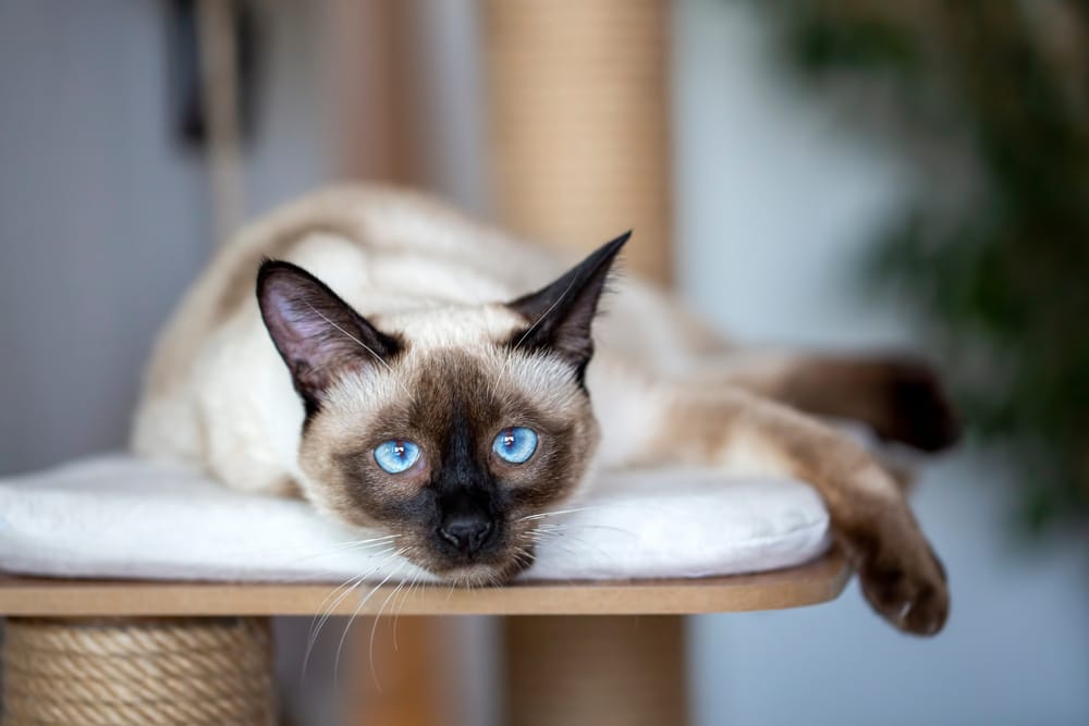 chat blanc yeux bleus siamois
