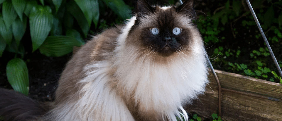race chat blanc yeux bleus