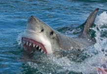 Combien de dents ont les requins  