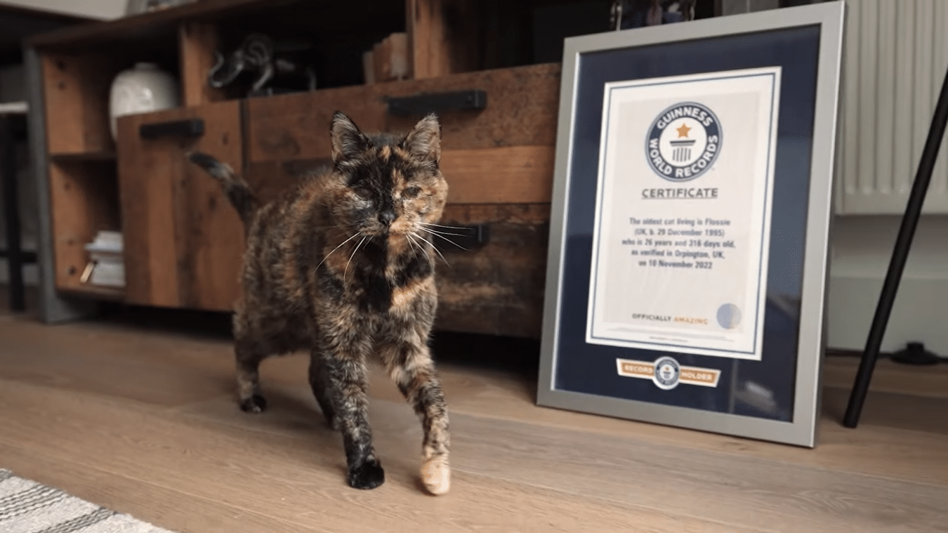 Flossie chat le plus vieux monde