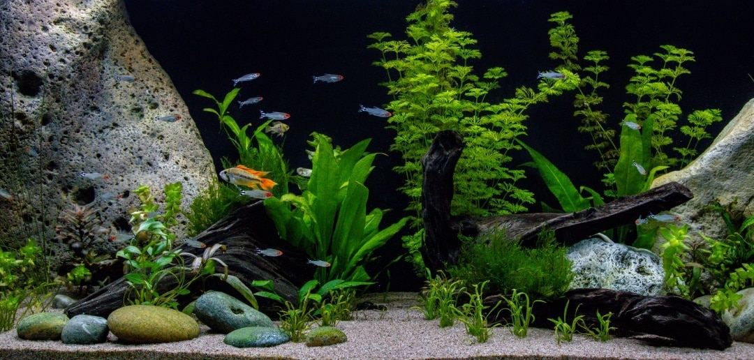 comment entretenir des plantes dans un aquarium