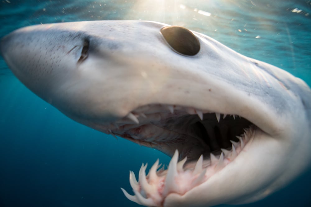 nombre dents requins