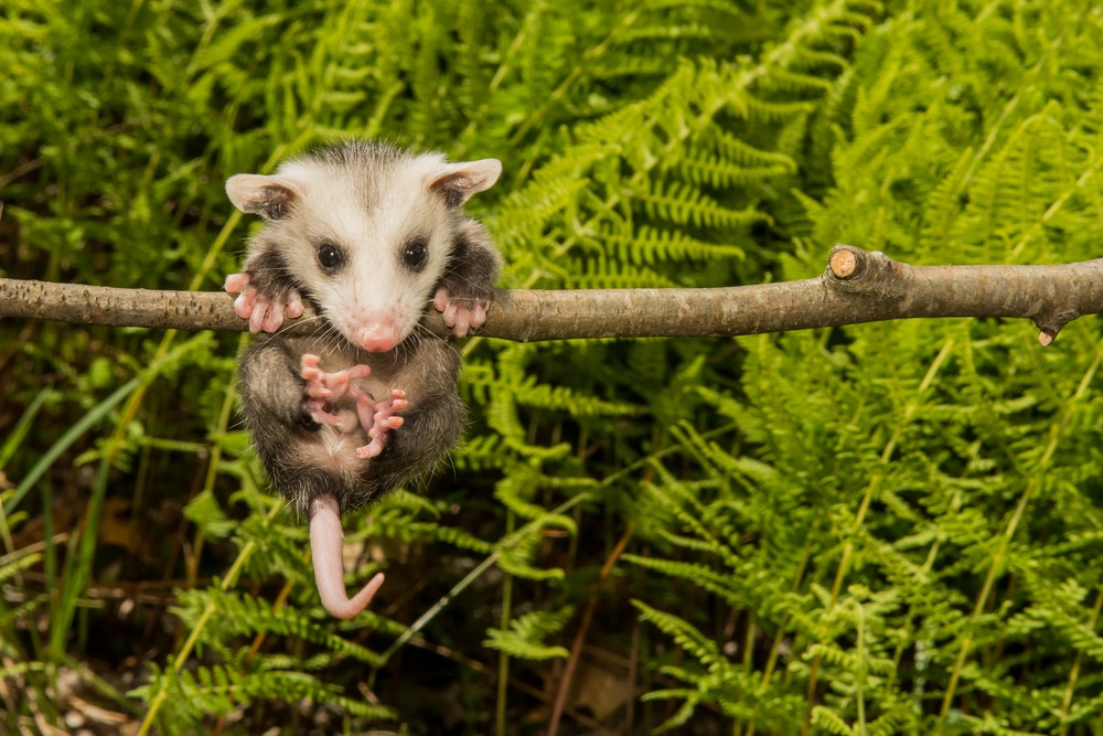 opossums âge de Glace
