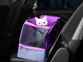 panier caisse transport chat pour voiture