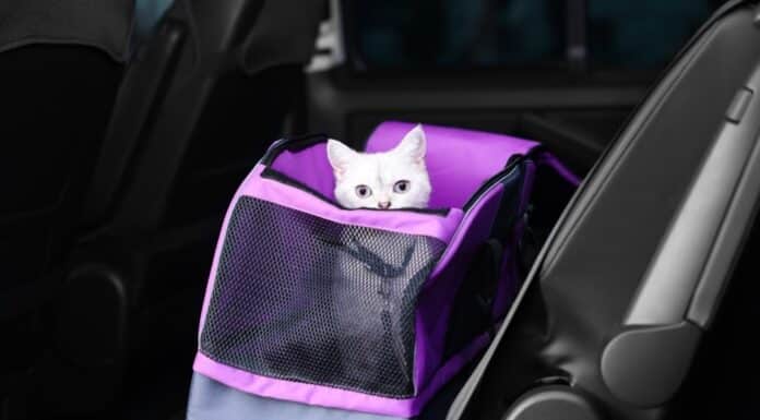 panier caisse transport chat pour voiture