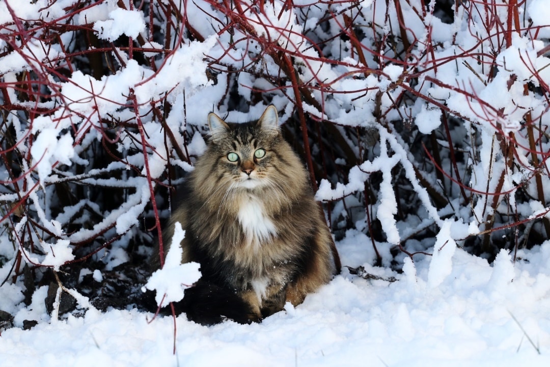 chat norvegien dans neige