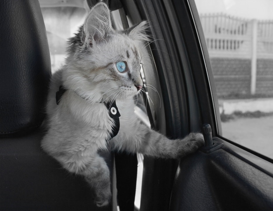 harnais chat en voiture