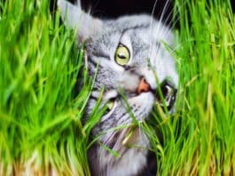 herbes à chats