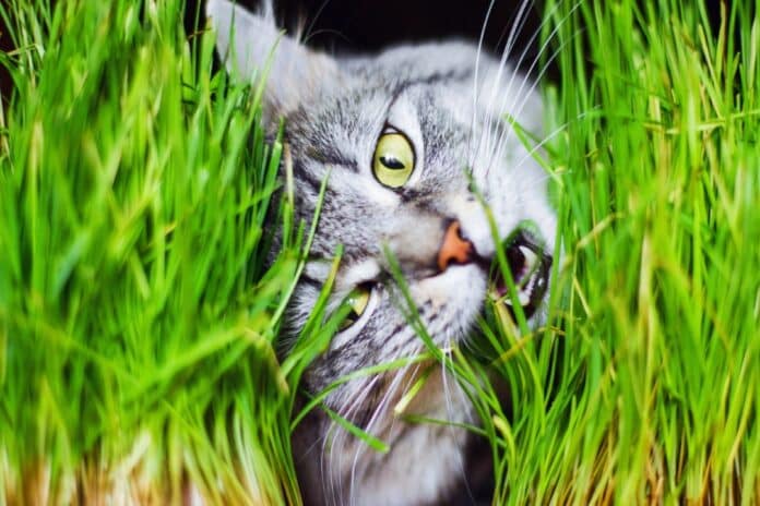 herbes à chats