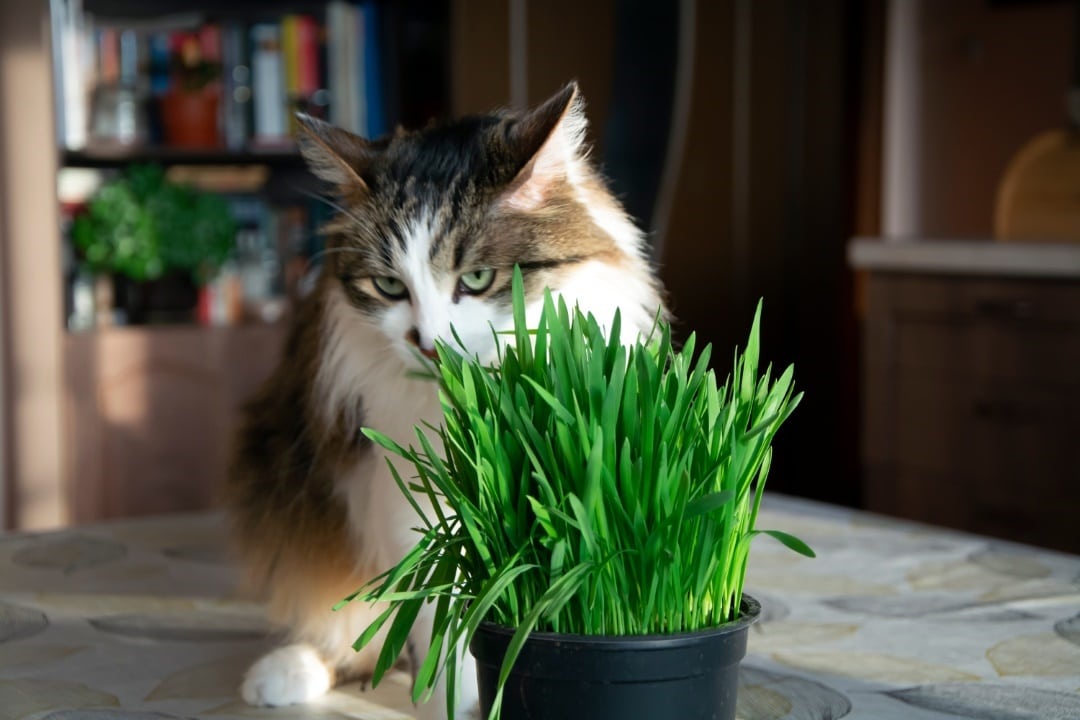 herbes à chat