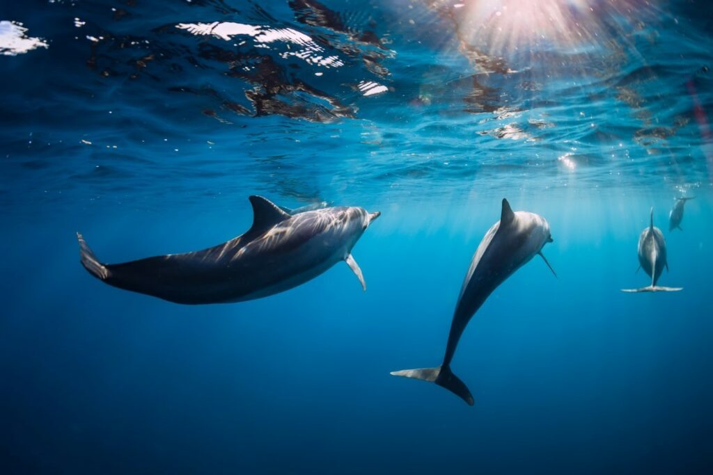 Le langage secret des dauphins