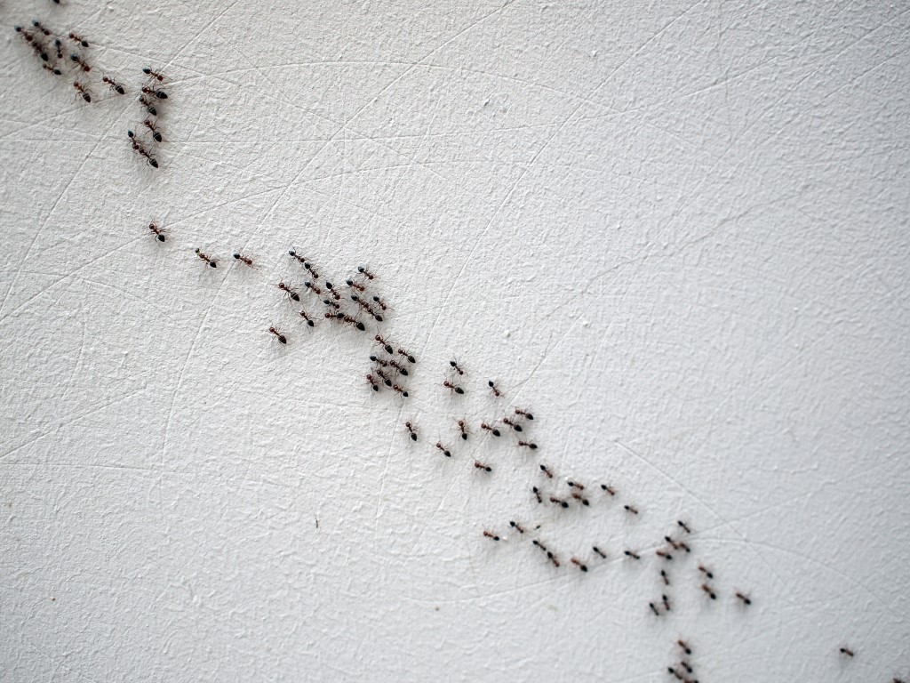 La fourmi de Mars