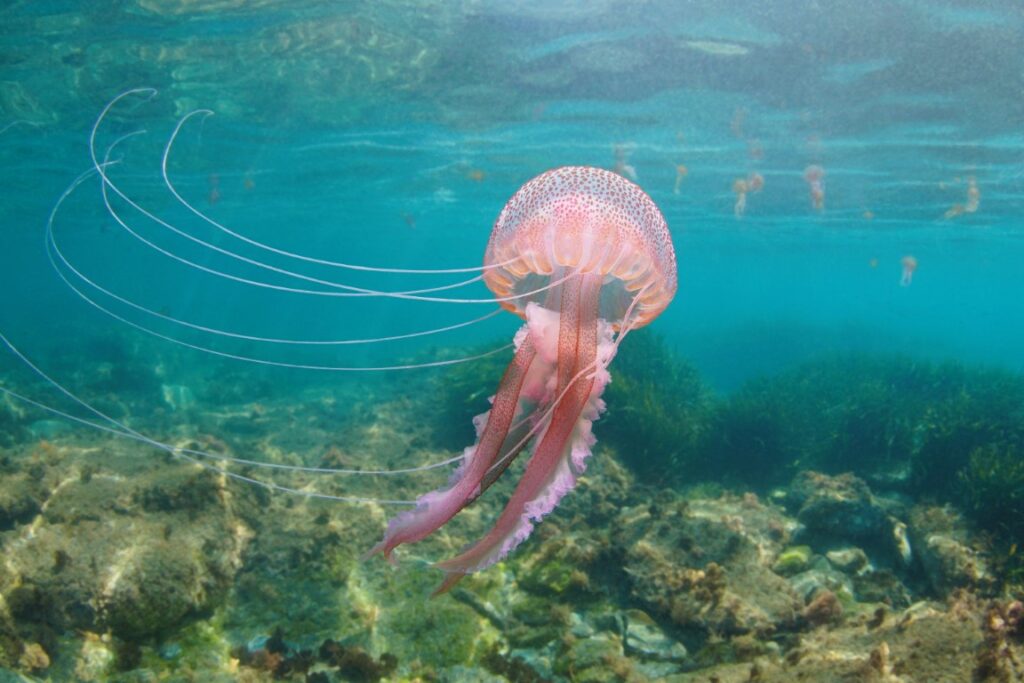 La méduse