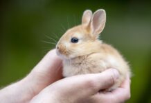 adopter lapin équipement