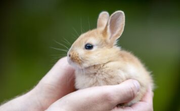 adopter lapin équipement